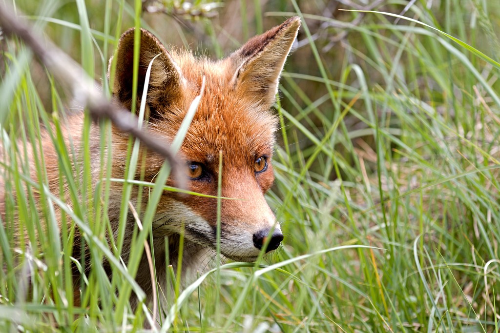 AWD Amsterdamse Waterleidingduinen natuurgebied polder bos vos hert herten damhert duinen zandvoort waterwingebied